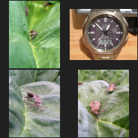 image montage