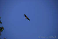 A stork at the Parc de l&rsquo;Orangerie, Strasbourg
