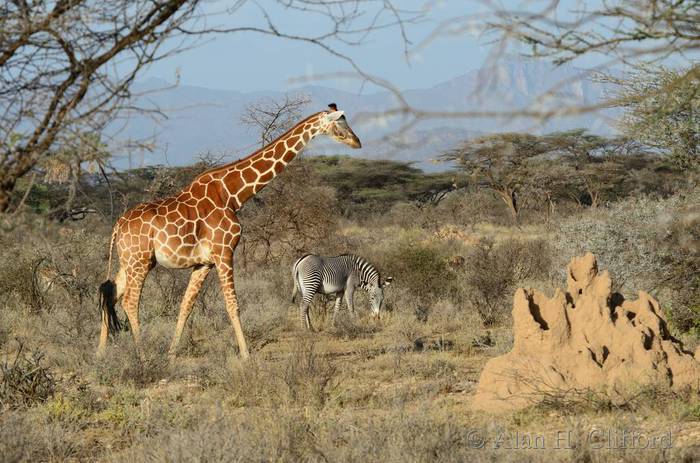 Retuculated giraffe and grey&rsquo;s zebra