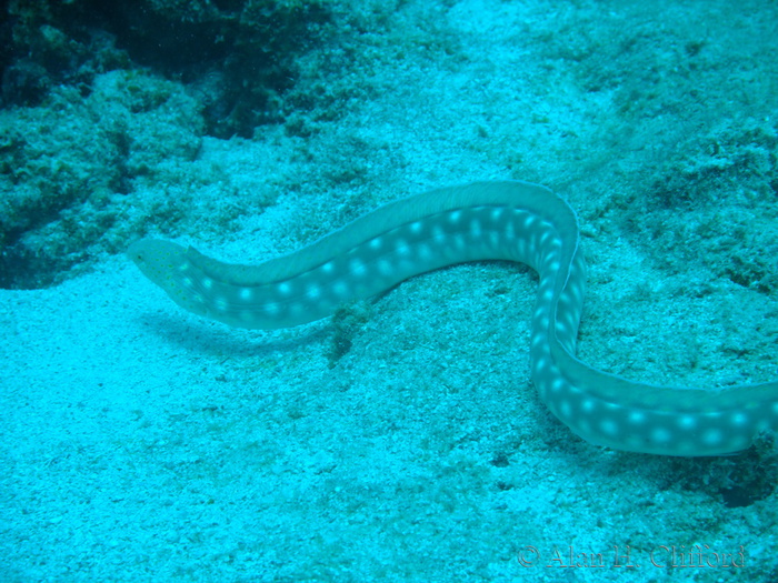 Sharptail Eel