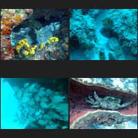 Scuba, March