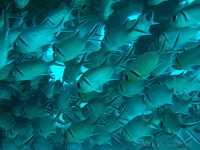 f200_3720.jpg