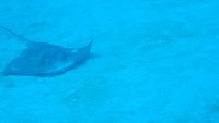 Stingray (25 MB movie)