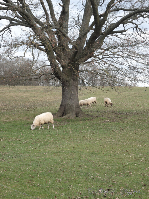 Sheep