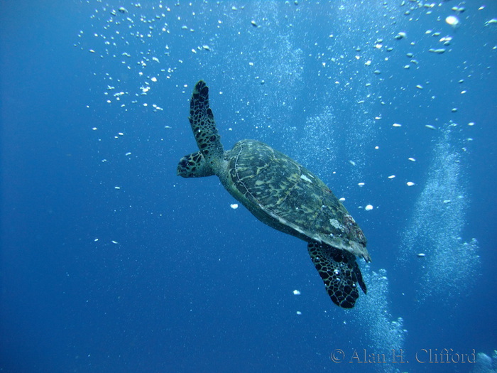 Turtle with divers&rsquo; bubbles