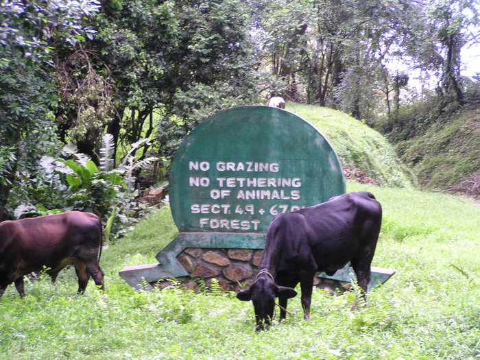 The cows can&rsquo;t read